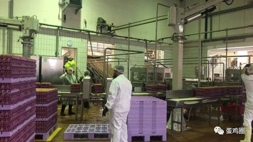 德國漢諾威國際畜牧展間隙,帶您看看啥叫不一樣的老牌現代化蛋粉加工廠