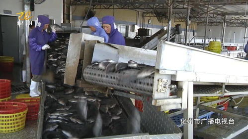 我市水產(chǎn)加工迎 復(fù)蘇 雨嘉水產(chǎn)日收羅非魚10萬(wàn)公斤